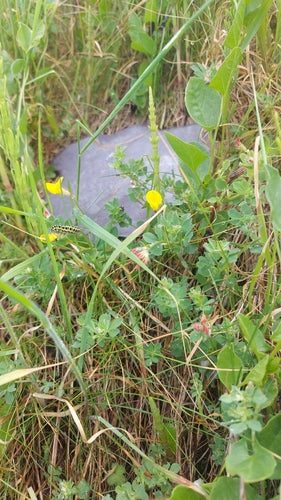 Lotier à cornes — Bild 4