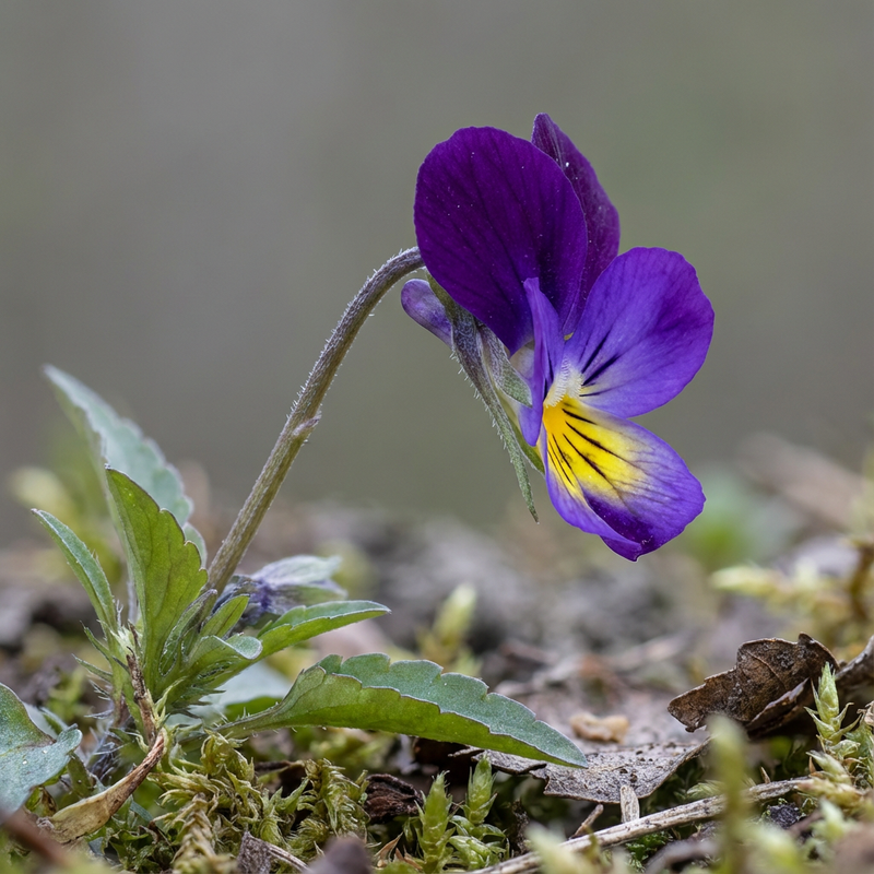 violettes cornues
