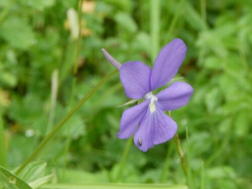 violettes cornues — Bild 5