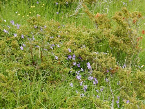 violettes cornues — Bild 4