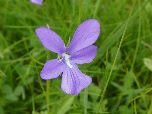 violettes cornues — Bild 3