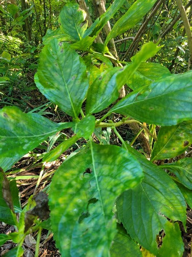 Hortensias — Bild 3