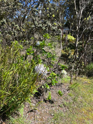 Hortensias — Bild 6