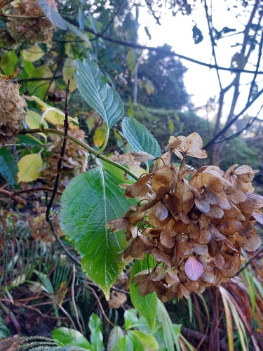 Hortensias — Bild 4