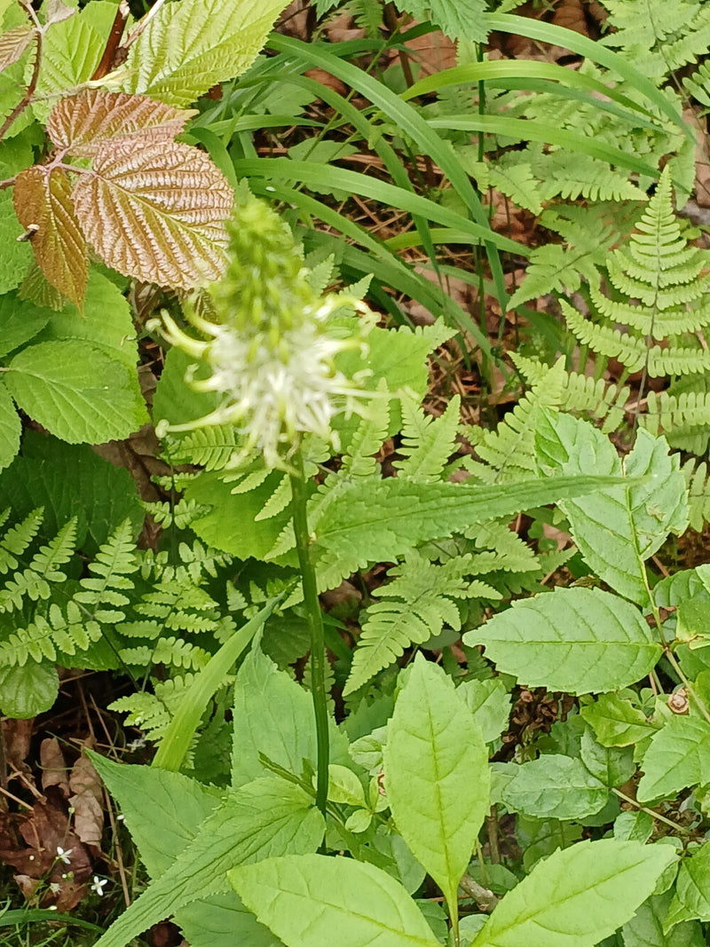 Griffe du diable à pointes — Bild 1