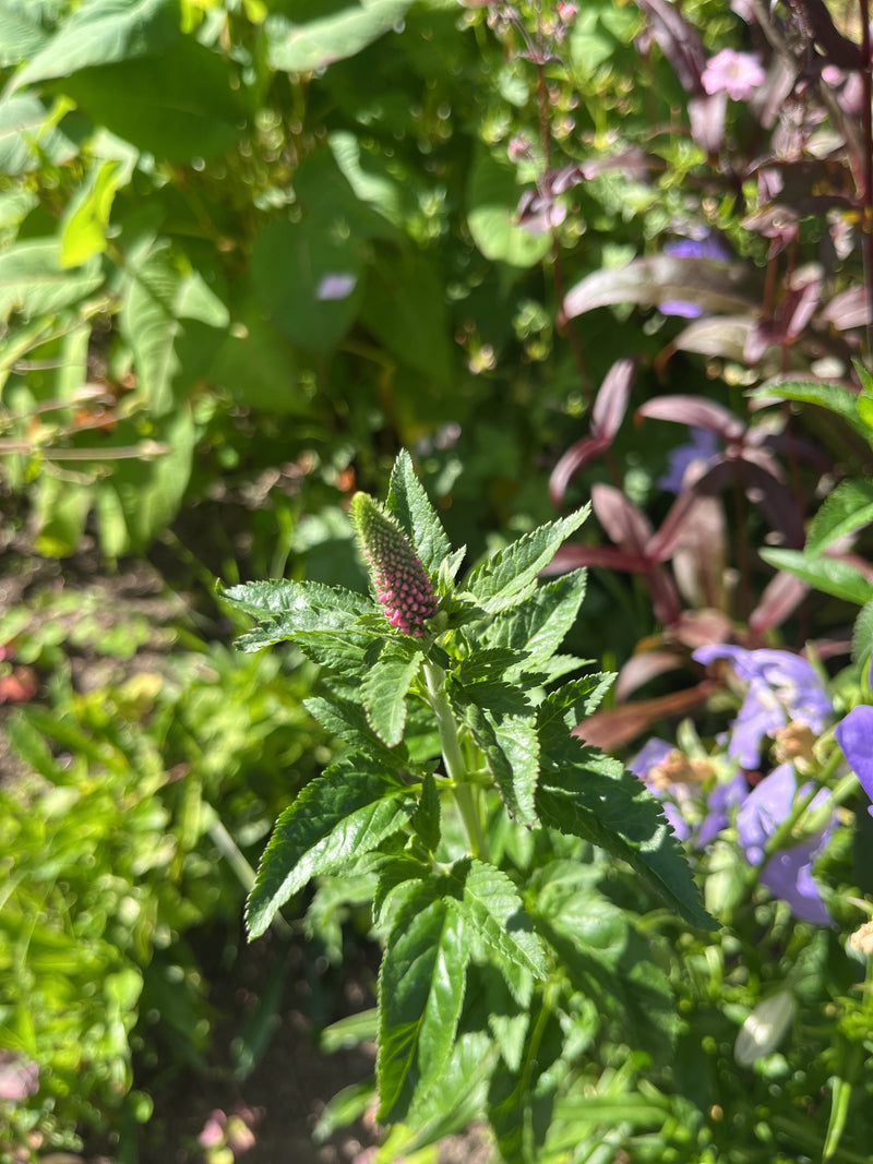 On y voit la véronique en épis en fleurs avec ses bourgeons typiques et ses feuilles vertes. La plante se tient au soleil au milieu d'autres végétaux.