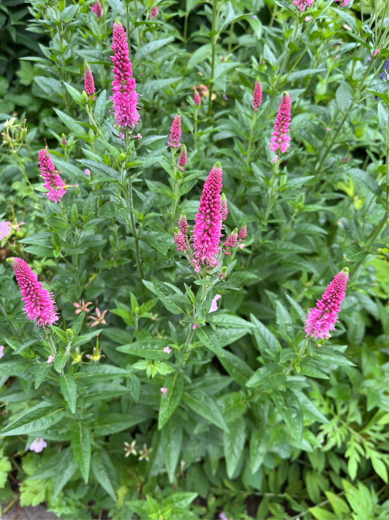 L'image montre plusieurs véroniques en fleurs avec des inflorescences rose vif et des feuilles vertes. La prise de vue montre les plantes par-dessus dans un ...