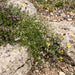 Hügel-Meier (Asperula cynanchica) in Blüte im naturnahen Garten (KI-generiert)