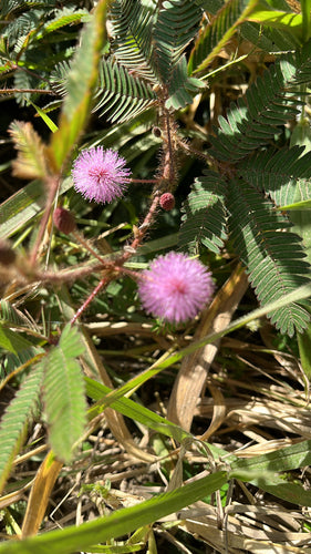 les légumineuses — Bild 4