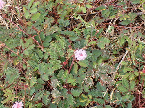 les légumineuses — Bild 3