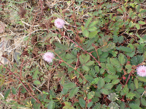 les légumineuses — Bild 2