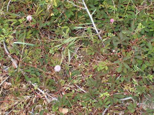 les légumineuses — Bild 1