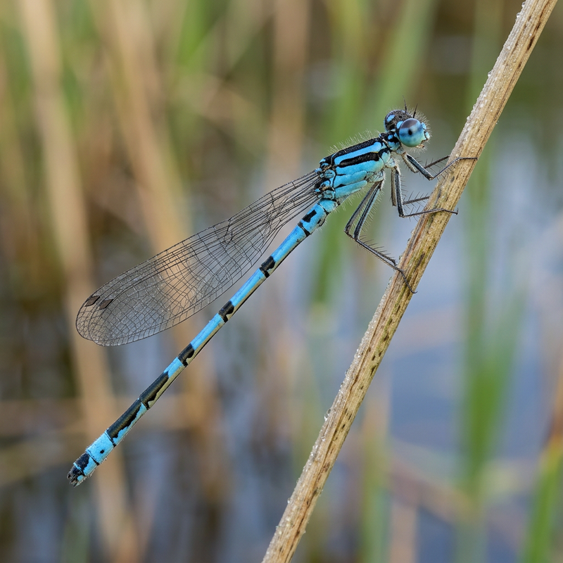 Fer à cheval azur demoiselle