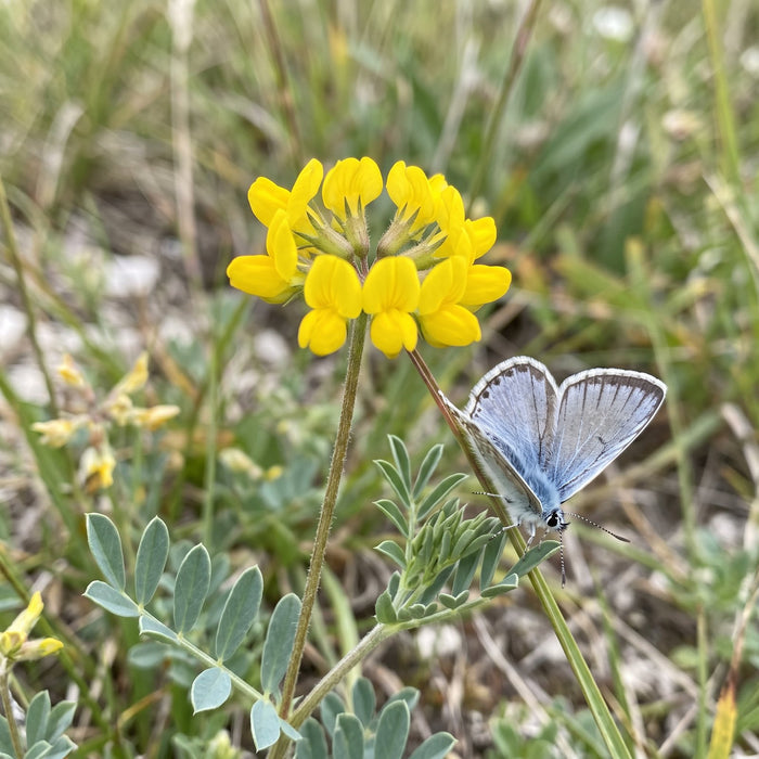 Blüte von Hufeisenklee (Hippocrepis comosa) in Nahaufnahme (KI-generiert)