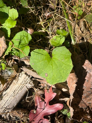 Tussilage — Bild 5