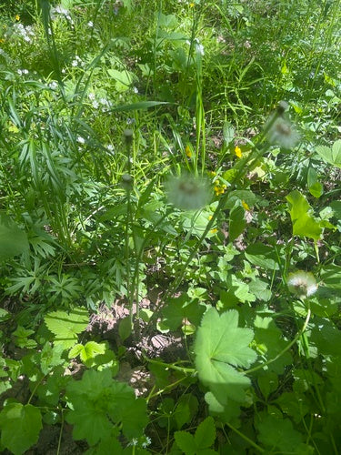 Tussilage — Bild 3