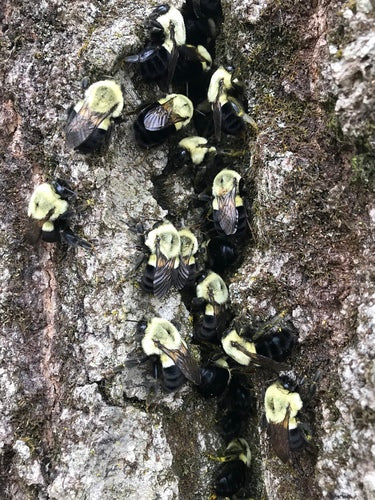 bourdon — Bild 5