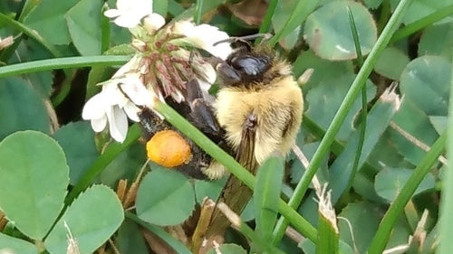 bourdon — Bild 4