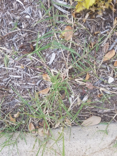 Herbe à dents de chien — Bild 5