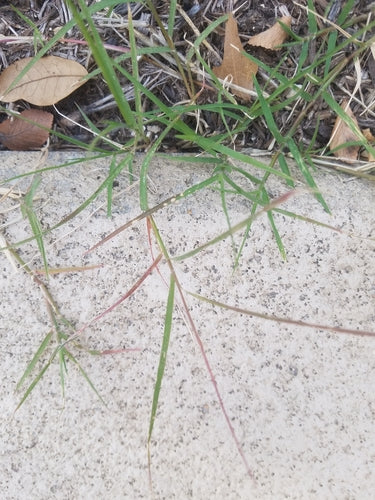 Herbe à dents de chien — Bild 4