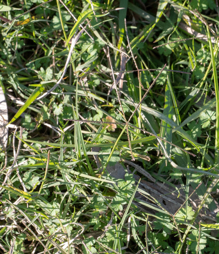 Herbe à dents de chien — Bild 3