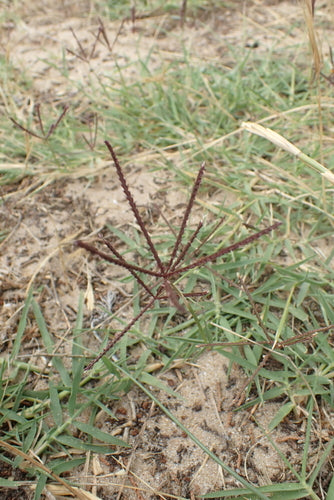 Herbe à dents de chien — Bild 1