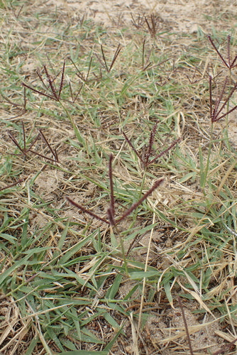 Herbe à dents de chien — Bild 2