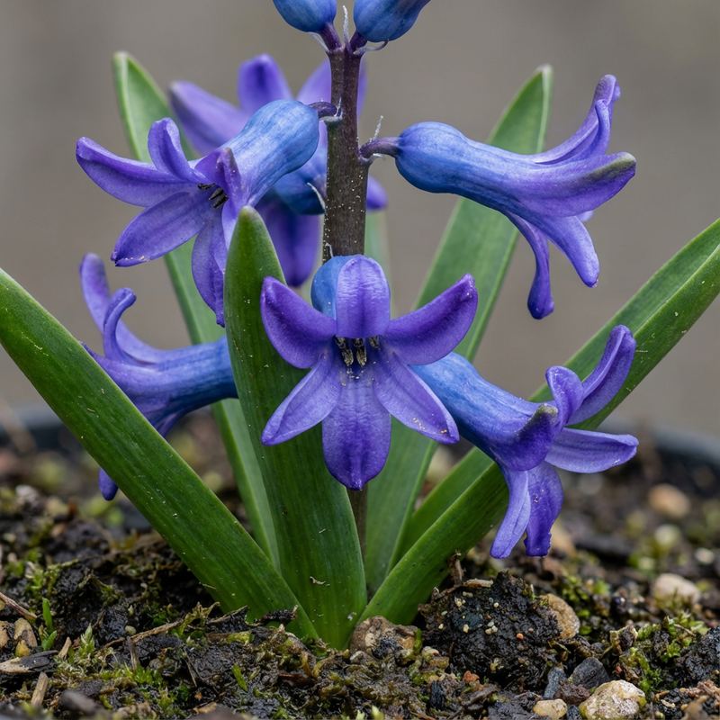 jacinthe