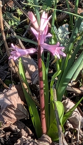 jacinthe — Bild 3