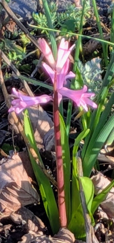 jacinthe — Bild 2