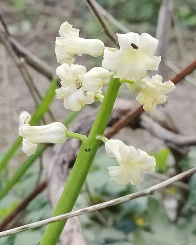 jacinthe — Bild 5