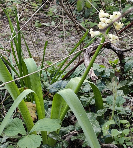 jacinthe — Bild 4