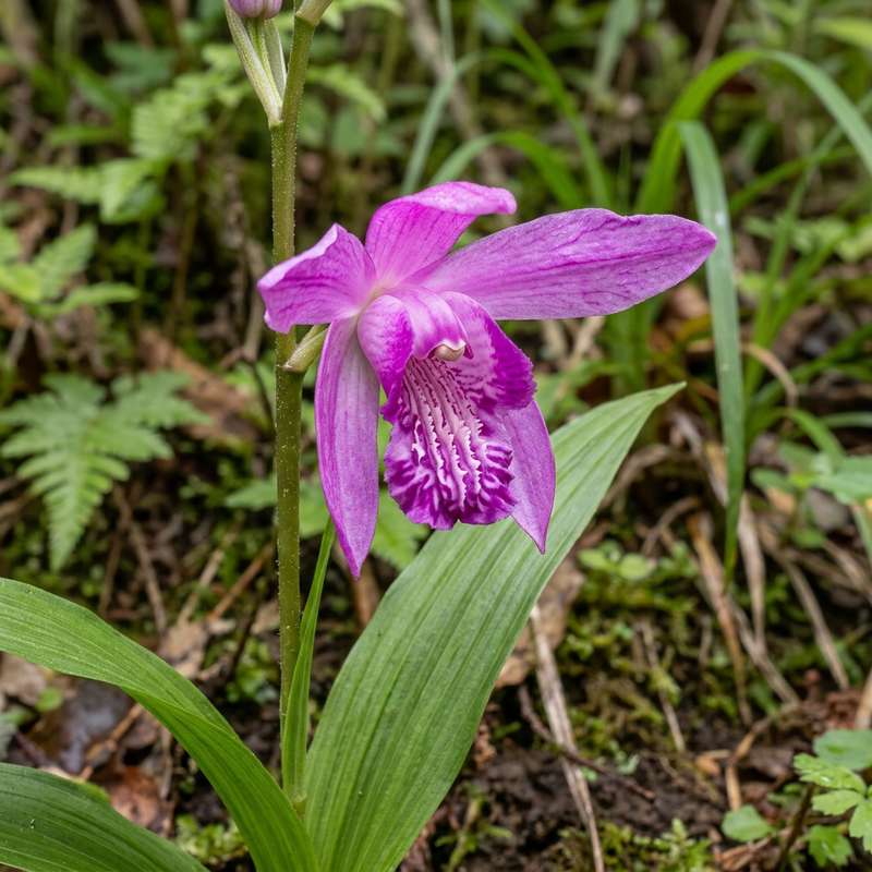 Orchidée jacinthe