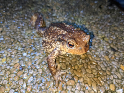 Crapaud commun ibérique — Bild 4