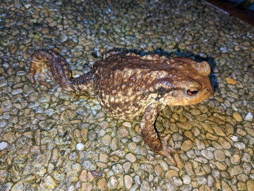 Crapaud commun ibérique — Bild 3