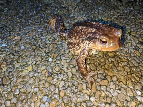Crapaud commun ibérique — Bild 2