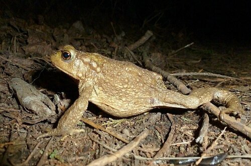 Crapaud commun ibérique — Bild 5