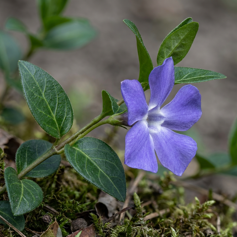À feuilles persistantes