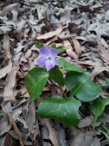 À feuilles persistantes — photo 4 sur 8