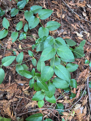 À feuilles persistantes — Bild 5