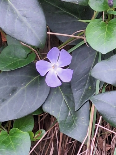 À feuilles persistantes — Bild 4