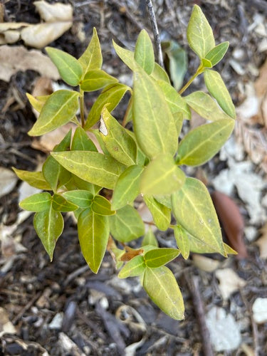 À feuilles persistantes — Bild 3