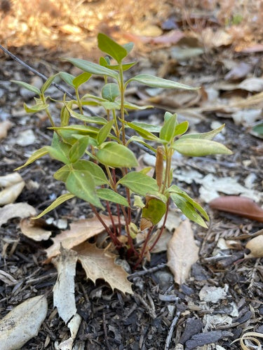 À feuilles persistantes — Bild 2