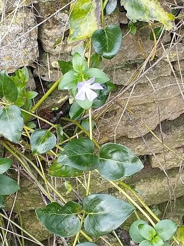 À feuilles persistantes — Bild 1