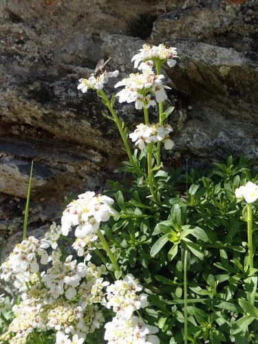 Touffe de bonbons à feuilles persistantes — Bild 5