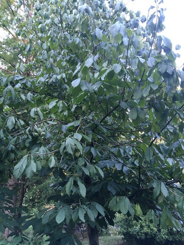 Banane indienne — Bild 1