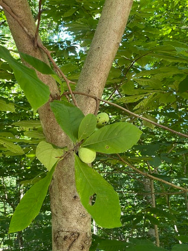 Banane indienne — Bild 2