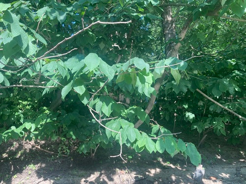 Banane indienne — Bild 4