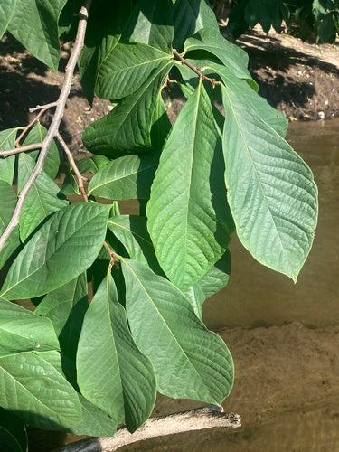 Banane indienne — Bild 3