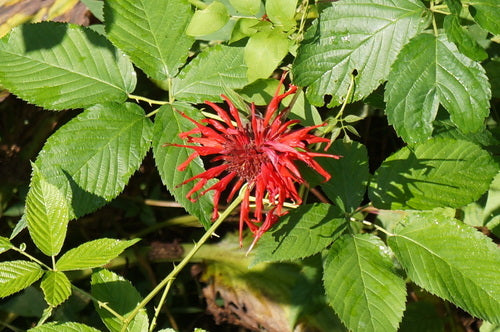 Ortie indienne — Bild 3